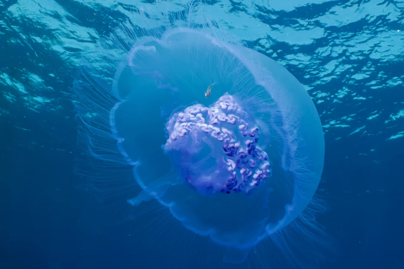 Czasem nawet małe i niepozorne zwierzęta mogą być śmiertelnie niebezpieczne Czasem nawet małe i niepozorne zwierzęta mogą być śmiertelnie niebezpieczne