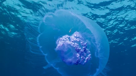 Czasem nawet małe i niepozorne zwierzęta mogą być śmiertelnie niebezpieczne