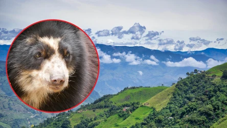 Andoniedźwiedź okularowy był pierwowzorem bajkowego misia Paddingtona. Teraz rolnicy z Kolumbii pomagają w jego ochronie