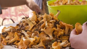 Możesz zamrozić kurki. Ale pamiętaj o tym, inaczej się rozpadną