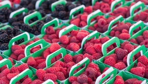 W czwartek ruszył skup malin w województwie lubelskim