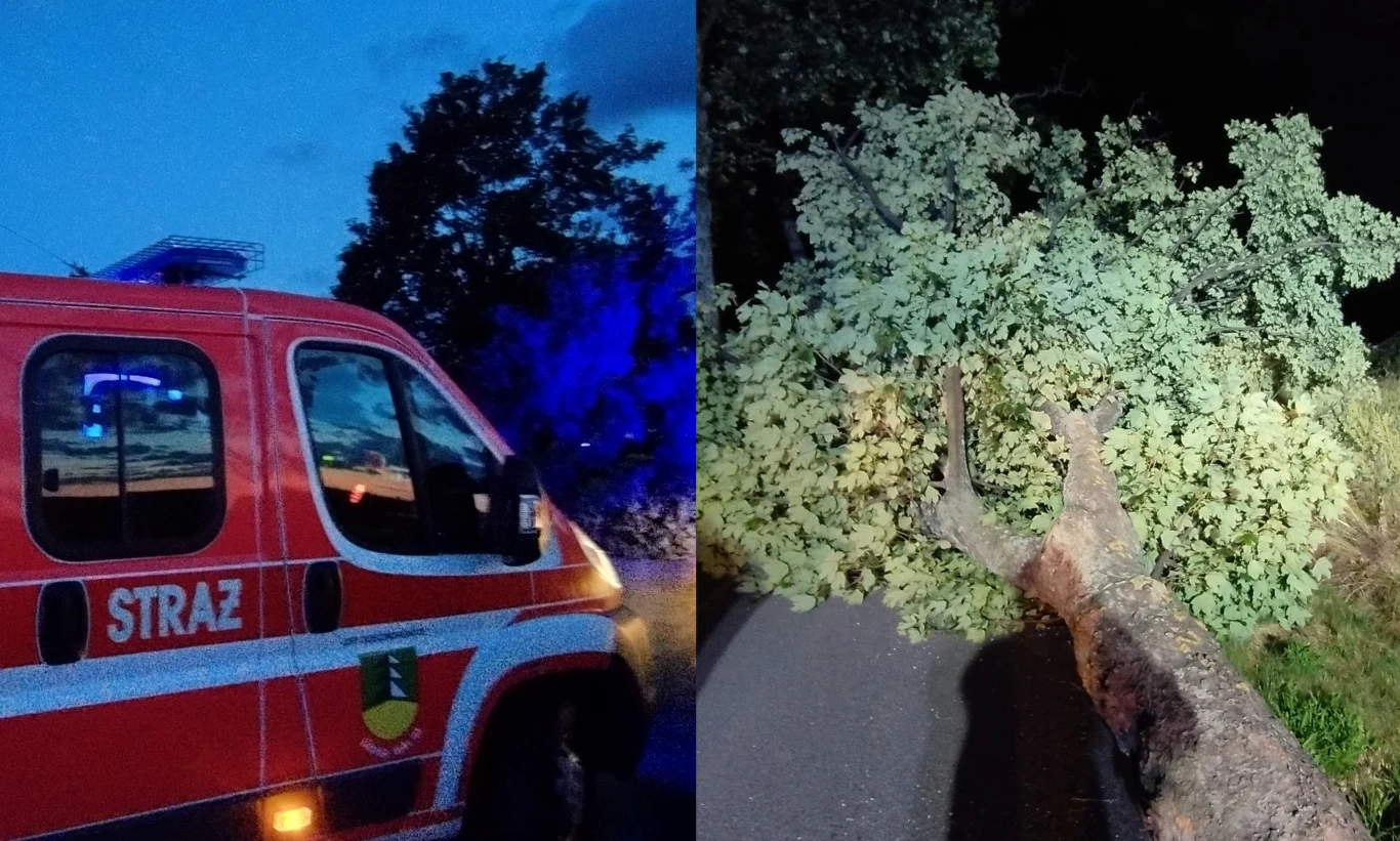 W Dziećmorowicach doszło do wielkiej wycinki 22 drzew. Droga została zablokowana W Dziećmorowicach doszło do wielkiej wycinki 22 drzew. Droga została zablokowana