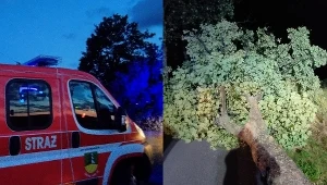 W Dziećmorowicach doszło do wielkiej wycinki 22 drzew. Droga została zablokowana