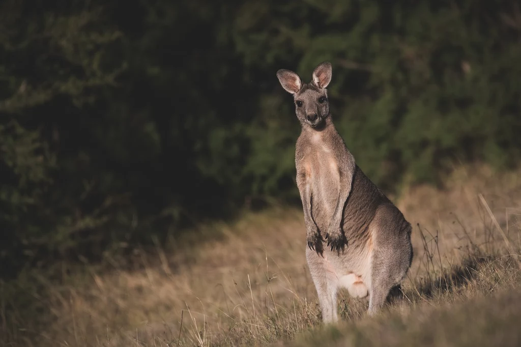 Australia znana jest z kangurów. Ale dlaczego nie ma ich w Azji?  /zdj. ilustracyjne