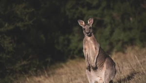 Dlaczego w Azji nie ma kangurów, ale w Australii są zwierzęta z Azji?
