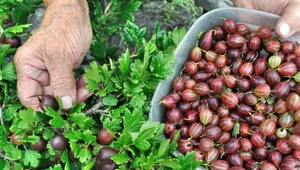 Kiedy zbierać agrest? Unikaj jednej pory, inaczej owoce szybko zgniją