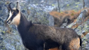W Tatrach policzono zagrożone kozice. Ich liczba znacznie się zmieniła