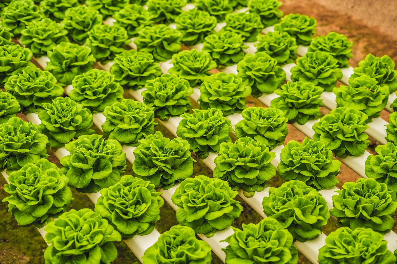 Dlaczego sałata jest gorzka? Czasem sami jesteśmy sobie temu winni