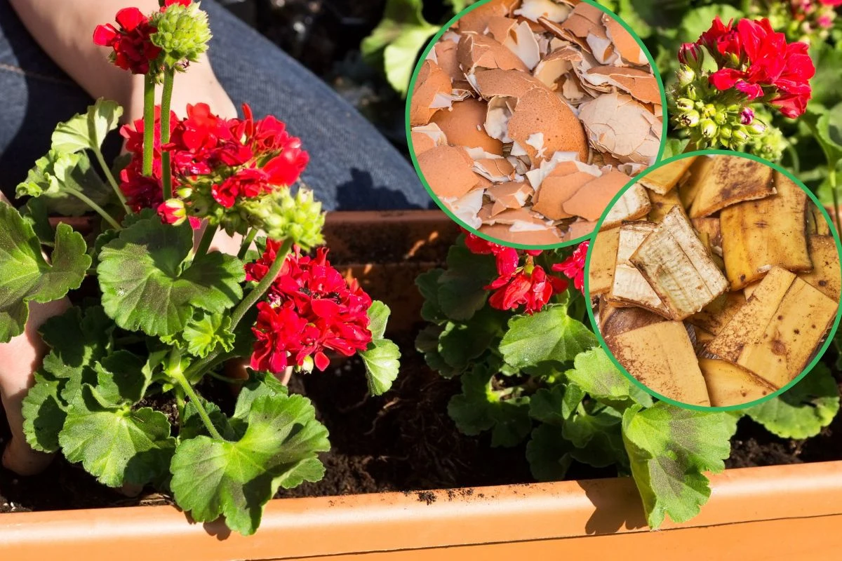 Pelargonia nie kwitnie? Możesz jej pomóc Pelargonia nie kwitnie? Możesz jej pomóc