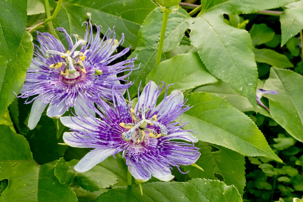 Passiflora powinna znajdować się w ciepłym i dobrze nasłonecznionym stanowisku