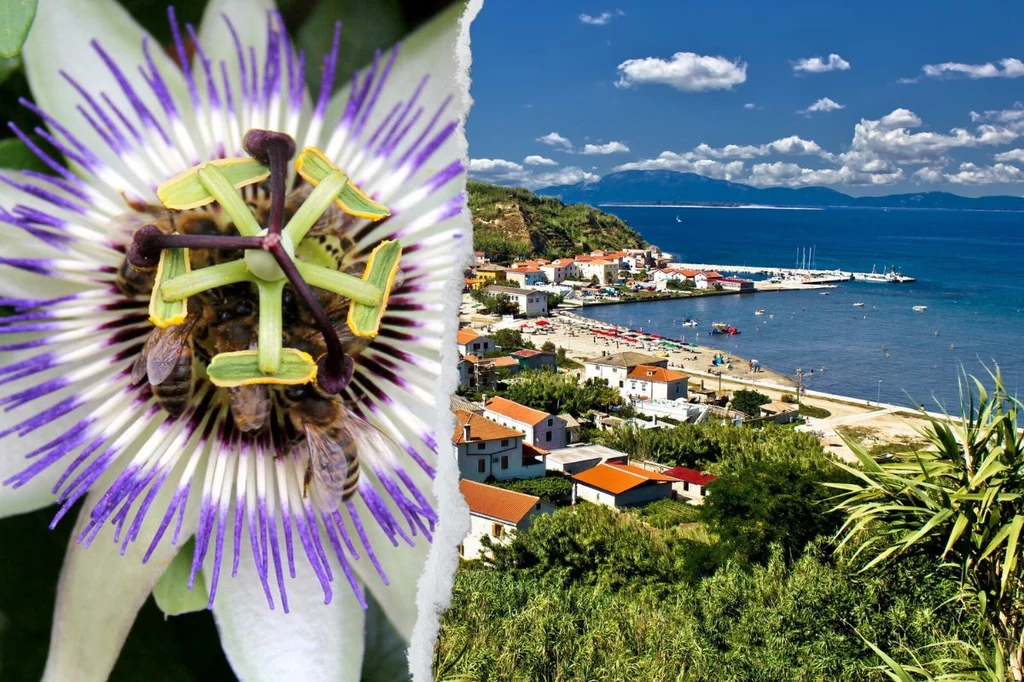 Chorwacja zachwyca pięknymi widokami i roślinnością