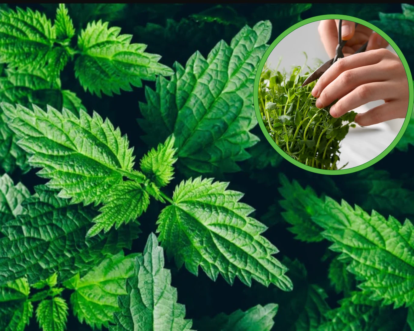 Kiedy zbierać liście mięty, by cieszyć się najlepszym smakiem i aromatem?