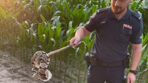 Pyton królewski został znaleziony w kukurydzy