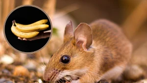 Histerycznie boją się bananów. Dlaczego tak bardzo je stresują?