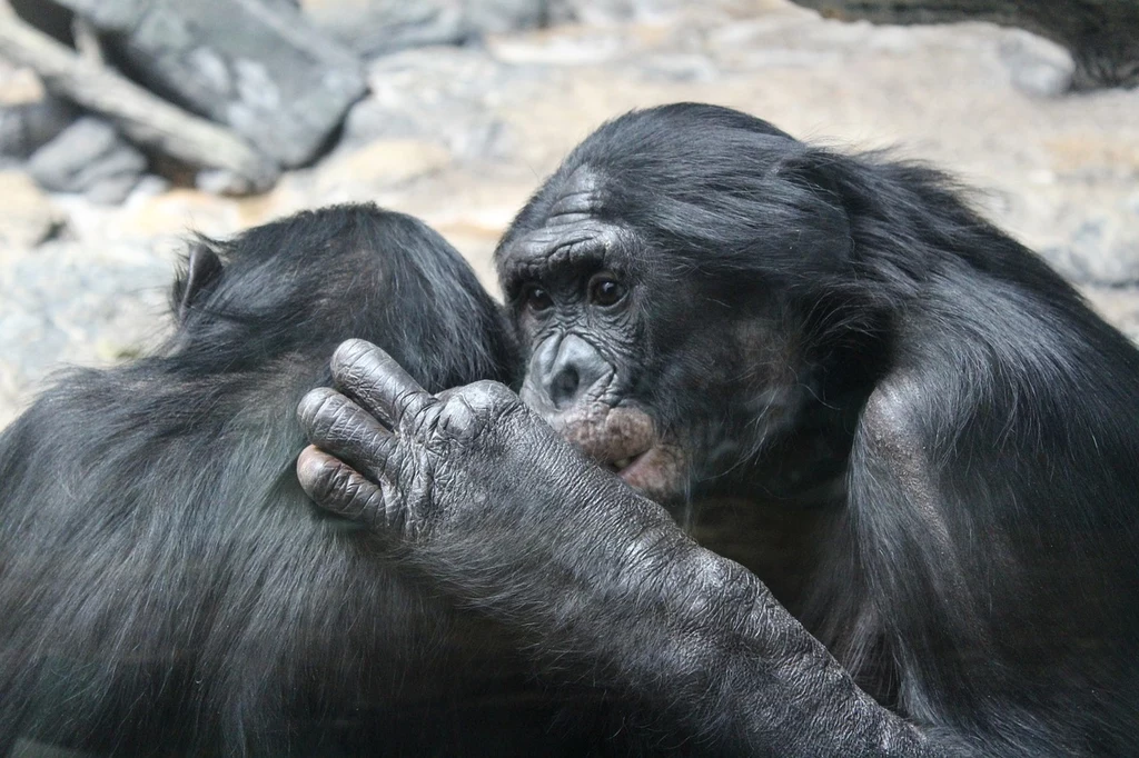 Szympansy bonobo są jednym z gatunków ssaków przejawiającym zachowania homoseksualne