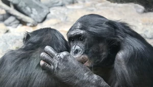 Szympansy bonobo były jednym z pierwszych gatunków ssaków, dzięki którym udało się dowieść, że nie tylko ludzie odczuwają wyższe emocje