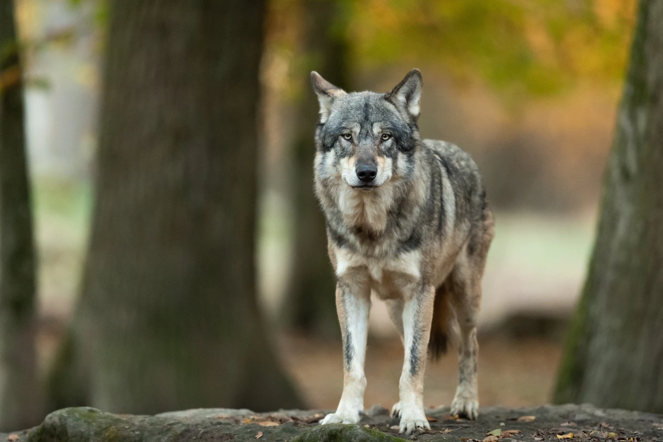 Wilki przemieszczają się na duże odległości - w ciągu doby mogą przejść do 40 km, ale nawet kilkaset km