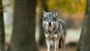 Wilk miał zaatakować hodowcę owiec / zdjęcie ilustracyjne