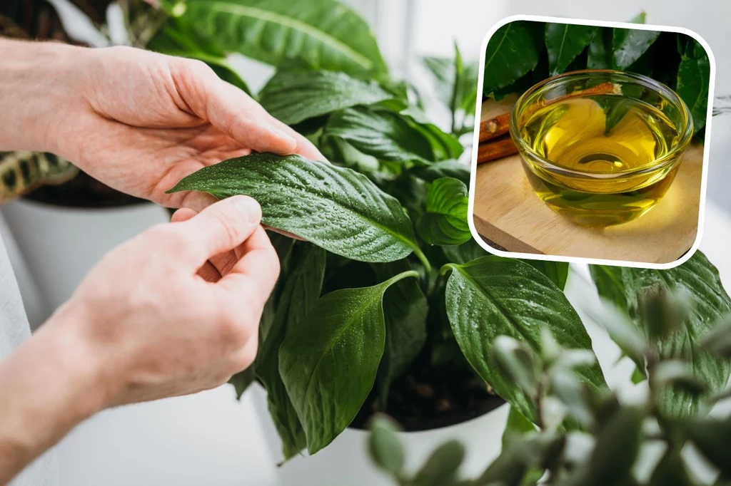 Olej neem do roślin - przekonaj się o jego skuteczności