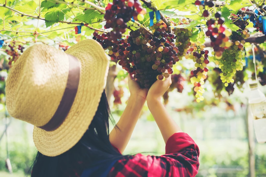 Jak prawidłowo przycinać winogrona? Zabieg wykonany latem to gwarancja obfitych zbiorów jesienią