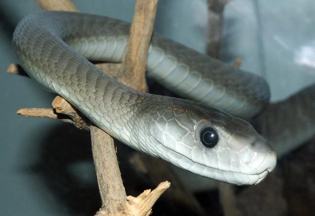 Czarna mamba to jeden z najbardziej jadowitych węży na świecie   /zdj. ilustracyjne