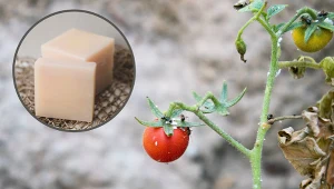 Mszyce na pomidorach już nie będą problemem. Wlej to do pojemników i umieść obok krzaków