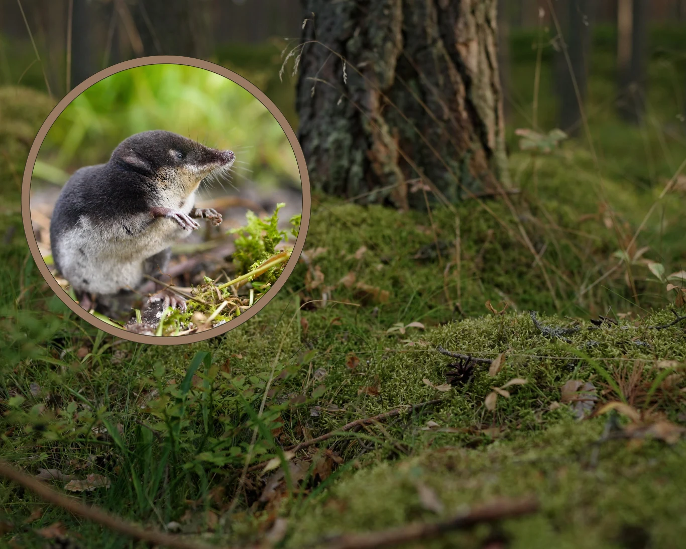 ​Jadowity ssak zauważony w polskich lasach. Dziennie zjada prawie tyle, ile waży 