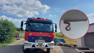 Żmija zygzakowata ukąsiła dziecko