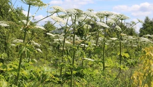 Barszcz Sosnowskiego jest jedną z najniebezpieczniejszych roślin w naszym kraju