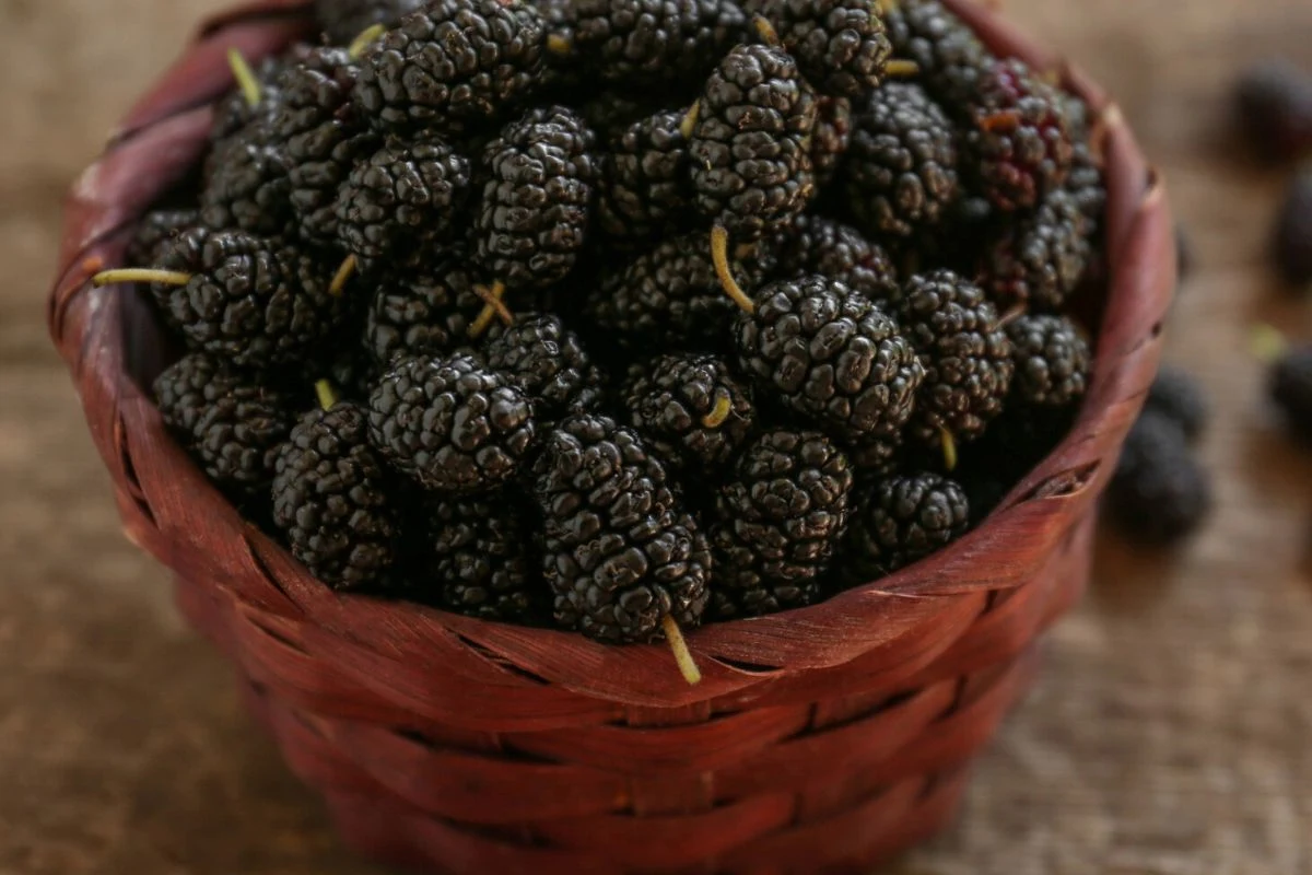 Owoce morwy czarnej zasypujemy cukrem i odstawiamy na noc. Następnego dnia będziemy je gotować Owoce morwy czarnej zasypujemy cukrem i odstawiamy na noc. Następnego dnia będziemy je gotować