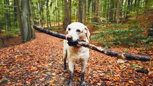 Wybierasz się z psem do lasu? Grozi ci nawet 5000 zł grzywny