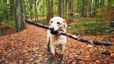 Jako właściciele jesteśmy odpowiedzialni za bezpieczeństwo naszego psa