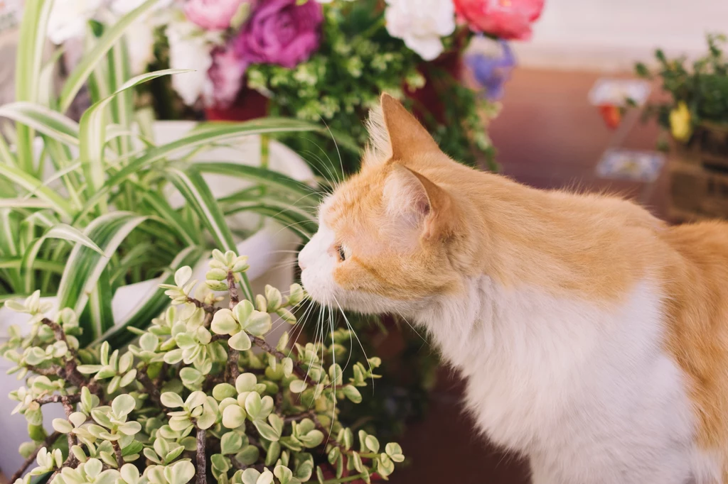 Rośliny trujące dla kota możemy mieć w domu i w ogrodzie.