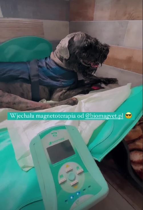 Odebrany pies niezwłocznie został poddany leczeniu weterynaryjnemu. 