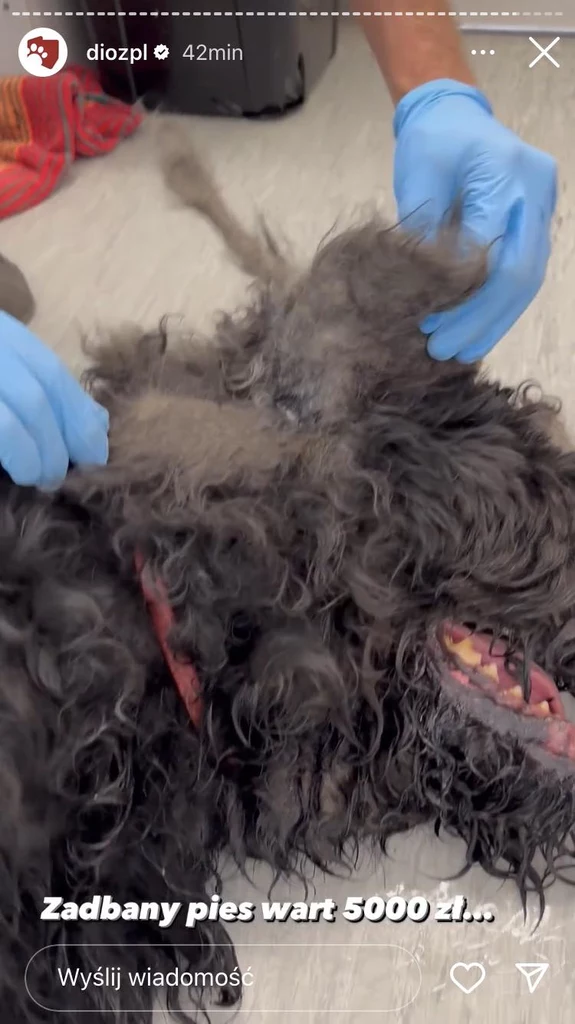 12-letniego psa z chorobą nowotworową, zniszczonymi stawami oraz jedną kończyną w stanie agonalnym, obklejonego grubą skorupą odchodów właściciele wycenili na 5 tys. zł.
