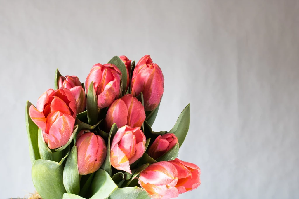 Tulipany jak wszystkie rośliny cebulowe są trujące dla kota.