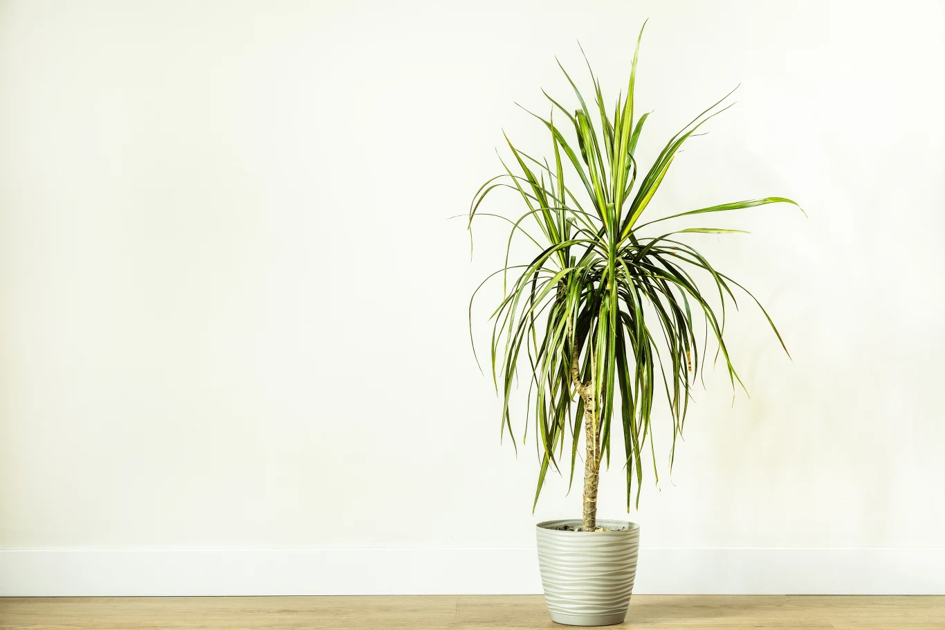 Dracena jest rośliną niebezpieczną dla kotów.