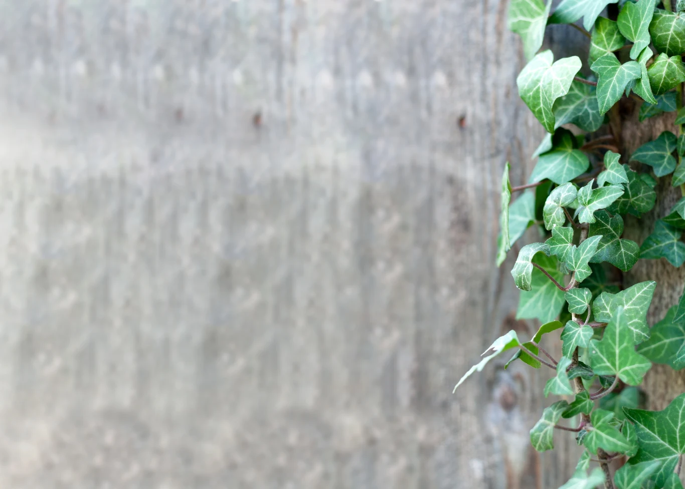 Zwykły bluszcz w ogrodzie dla kota jest niebezpieczny.