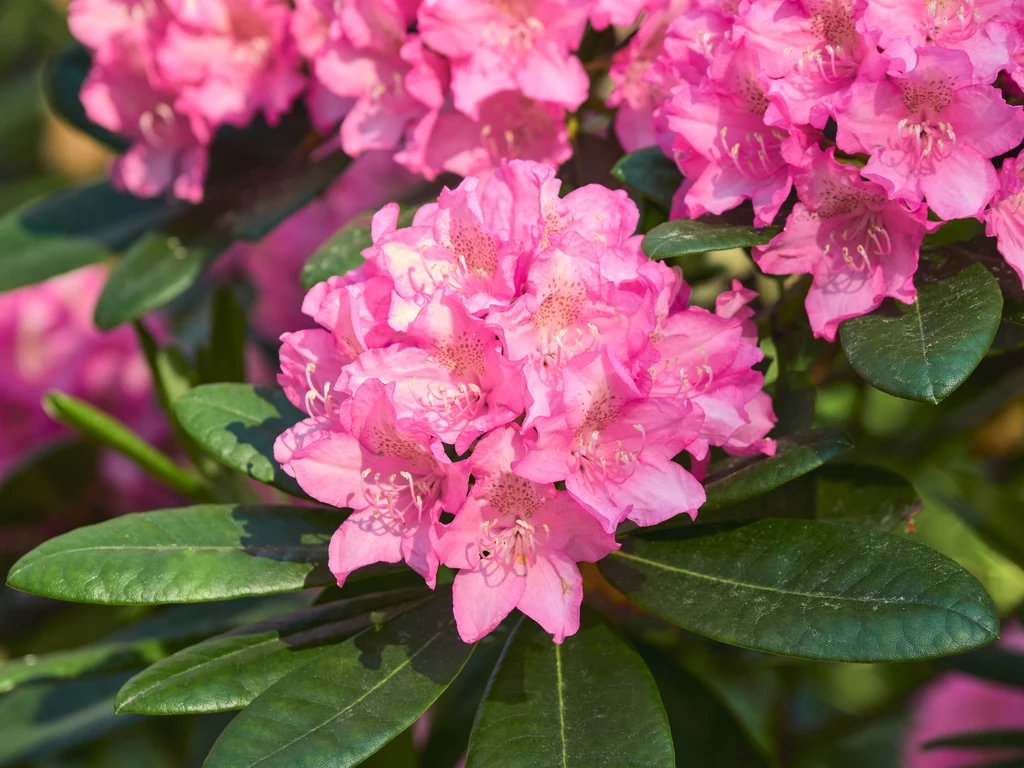 Rododendron ma kwiaty o rożnych kolorach. Nie gubi liści na zimę.