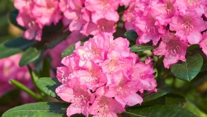 Jakie wybrać rośliny zimozielone?