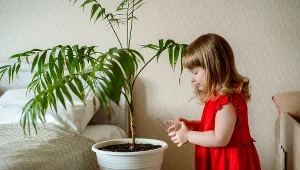 Te rośliny stanowią śmiertelne zagrożenie dla dzieci. Sprawdź, czy nie masz ich w domu