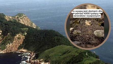 Jaka jest najniebezpieczniejsza wyspa świata? Przez wielu ludzi uznawana jest za taką Ilha da Queimada Grande, czyli Wyspa Węży/.tiktok.com/@codzienne_fakty
