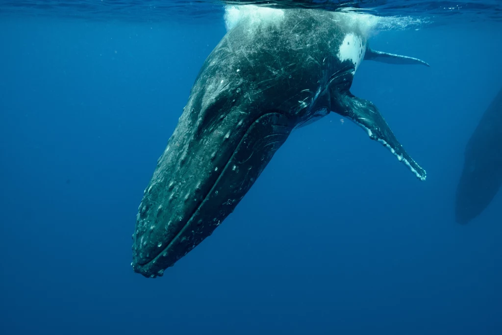 Wieloryby muszą wkładać coraz więcej wysiłku w szukanie pożywienia