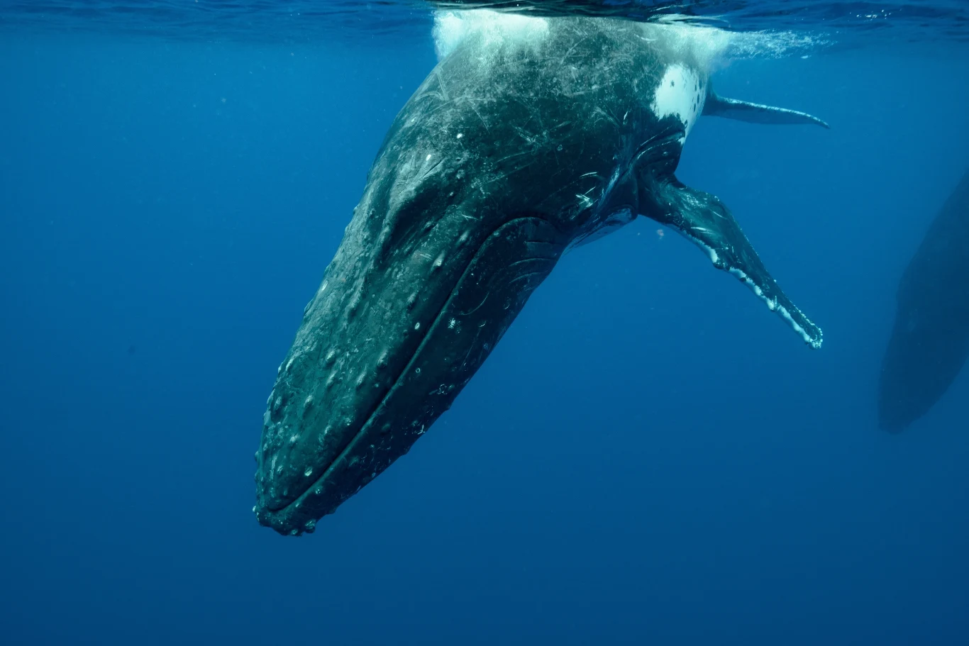 Wieloryby po zakończeniu swojego życia są pożywieniem dla morskiej fauny Wieloryby po zakończeniu swojego życia są pożywieniem dla morskiej fauny