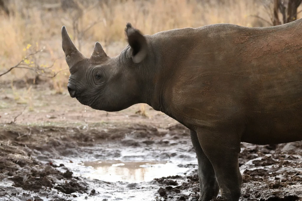  Z powodu handlu zębami nosorożców populacja gatunku zmniejszyła się o 30 proc. w ciągu niespełna 30 lat.  