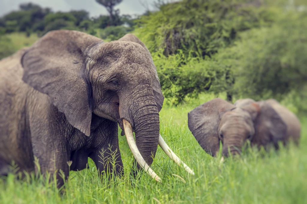 W Afryce konieczne są translokacje słoni