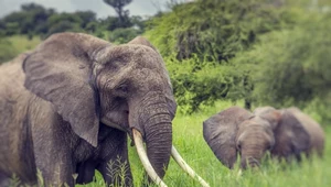 Kilkaset słoni zabranych w Afryce. Zdjęcie wygląda dramatycznie