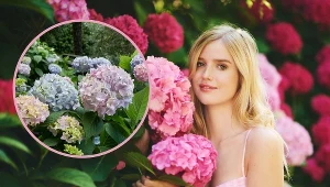 Twoja hortensja traci kolor? Winna może być gleba. Wystarczy niewielka zmiana 