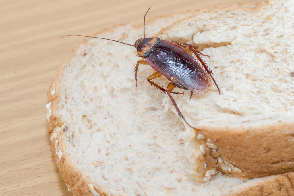 Karaluch w domu to jeden z najbardziej uciążliwych intruzów