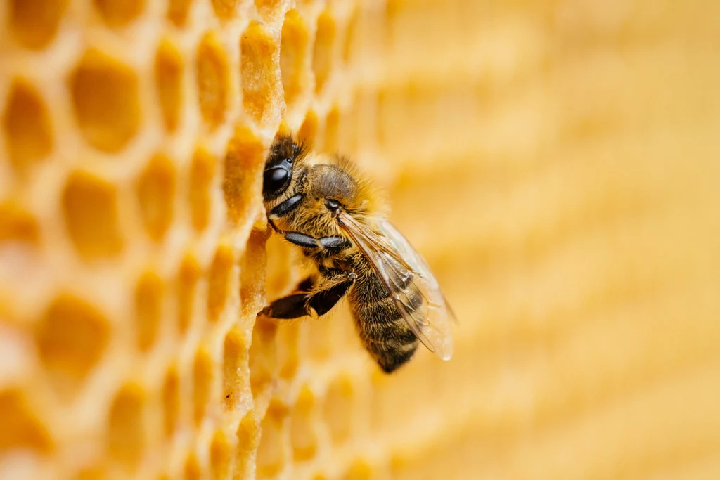 Pszczoły są pracowite, łagodne, delikatne i spokojne - nigdy nie zaatakują bez powodu